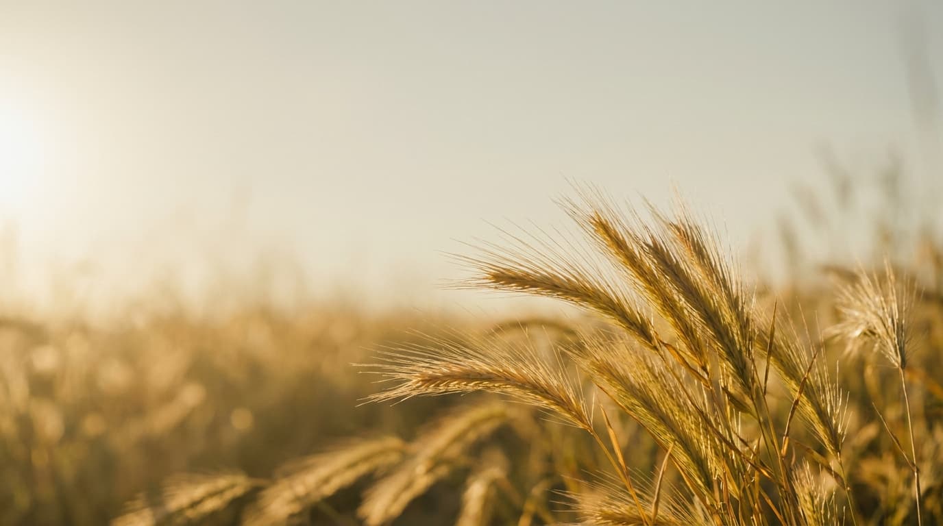 Sonnendurchglühte Gras-Ähren im warmen Gegenlicht