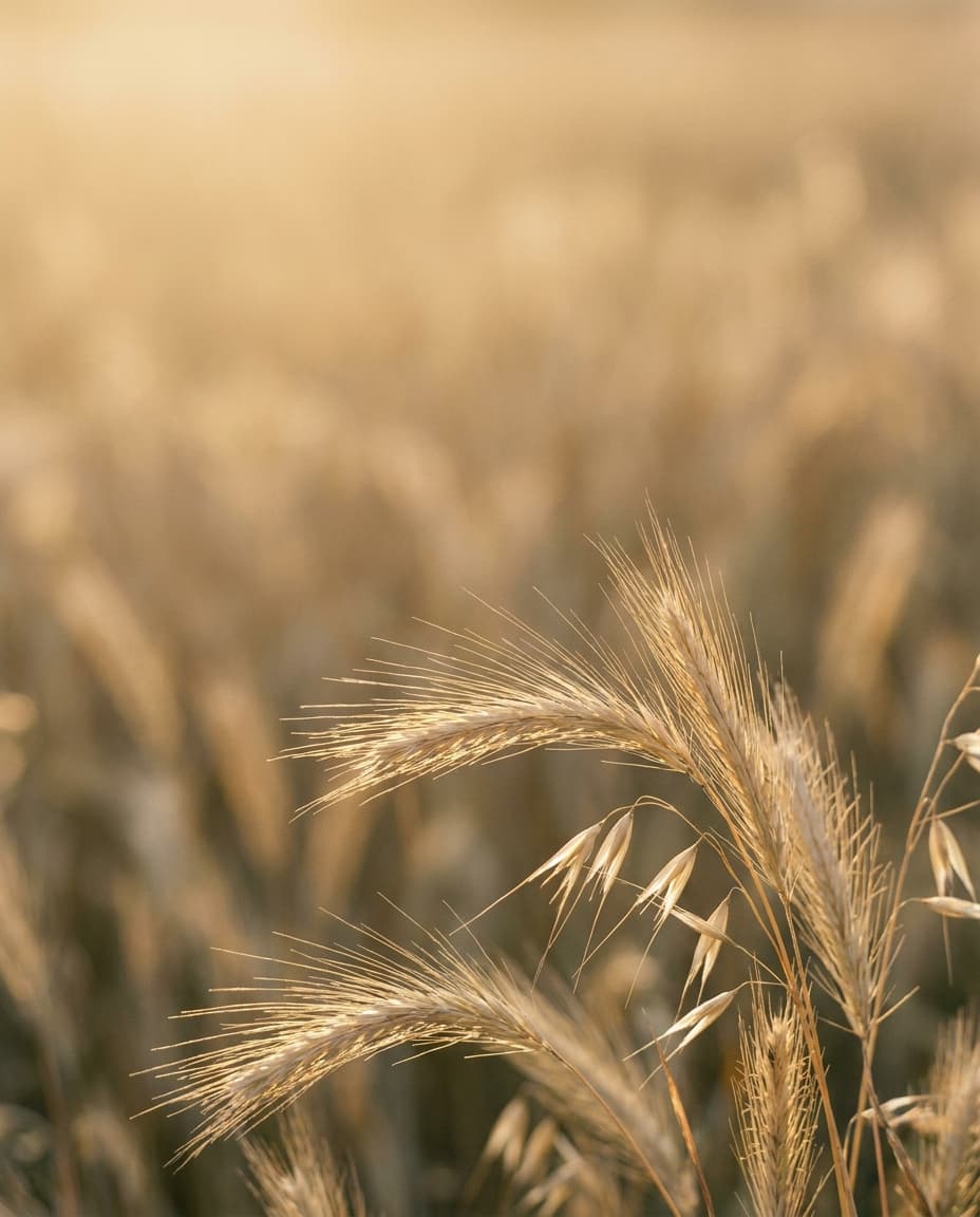 Sonnendurchglühte Gras-Ähren im warmen Gegenlicht